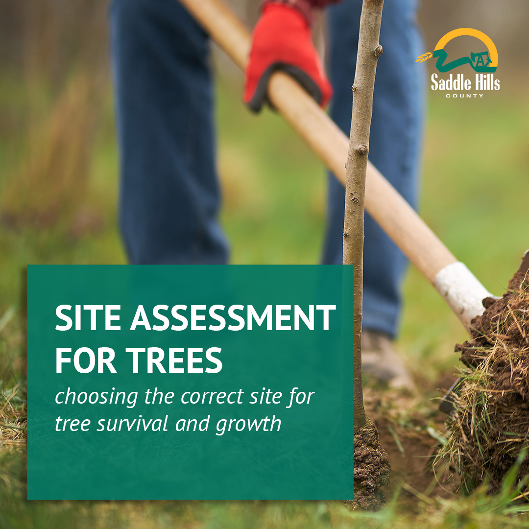 Image of Site Assessments for Trees