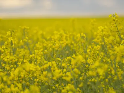 Image of Canola Field