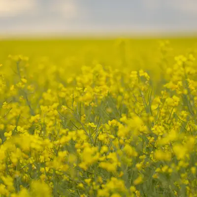 Image of Canola Field