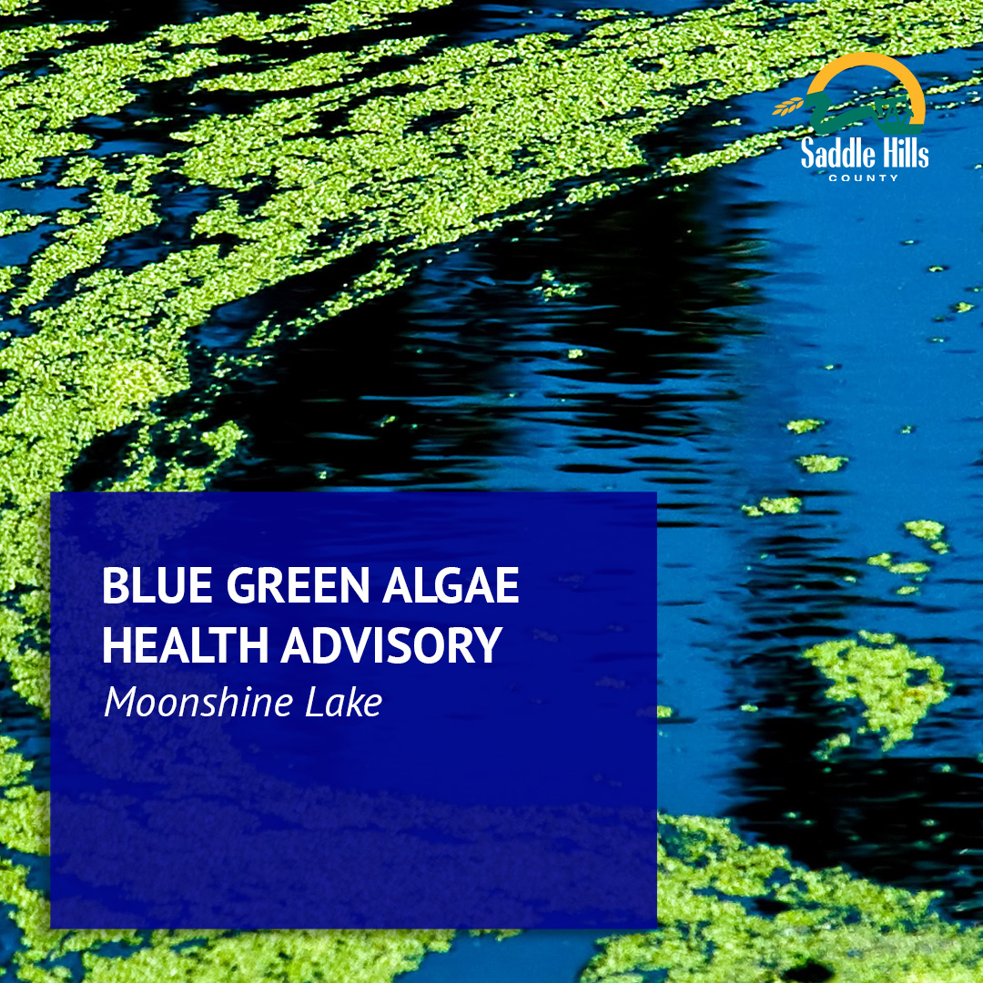Image of Blue Green Algae Health Advisory Issued for Moonshine Lake