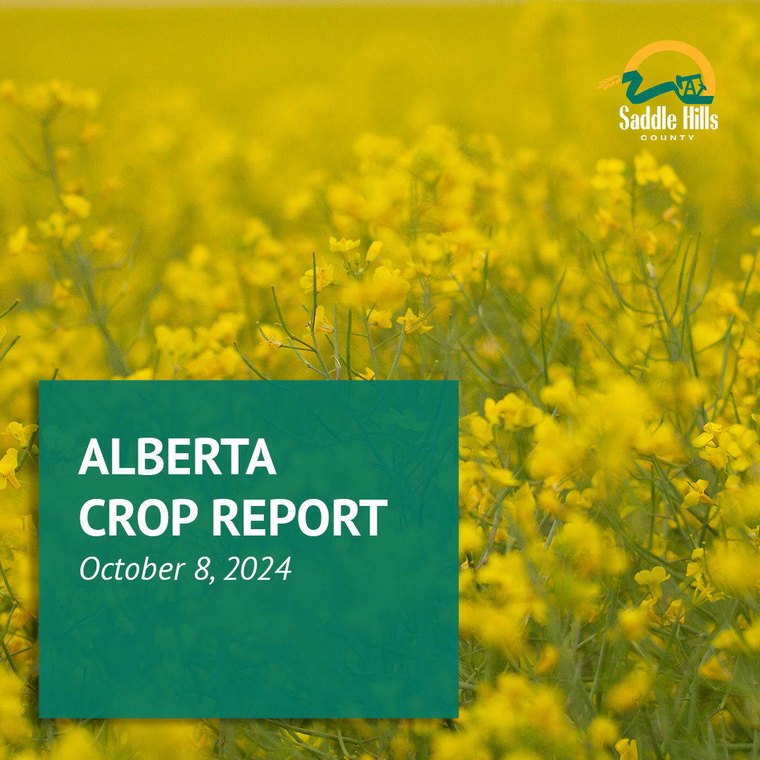 Image of Alberta Crop Report - October 8, 2024