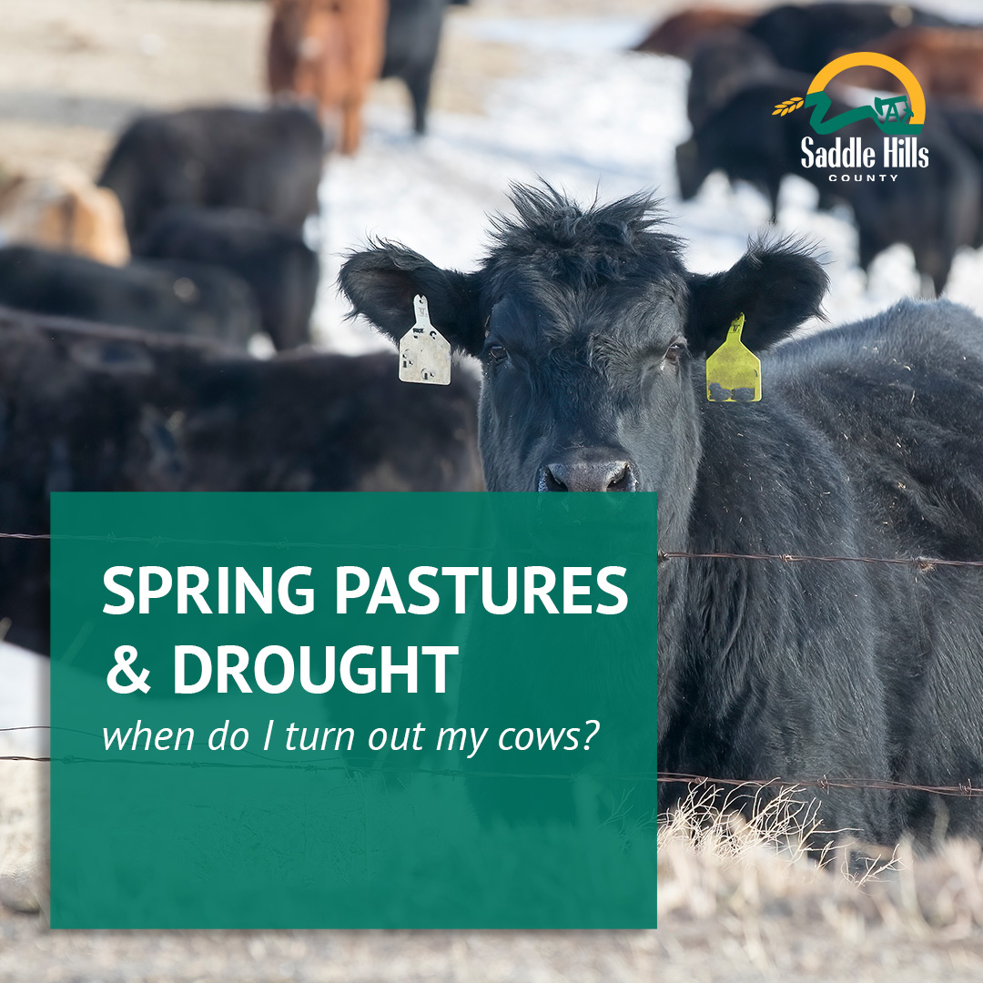 Image of Spring Pastures and Drought: When do I turn out my Cows?