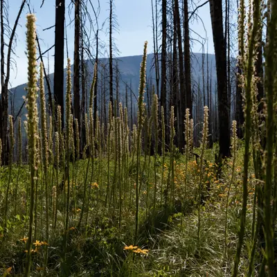 Image of Forest Fire Regrowth