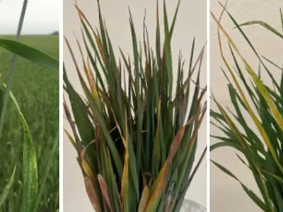 Image of Wheat Streak Mosaic Virus in Plants