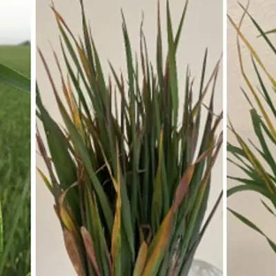 Image of Wheat Streak Mosaic Virus in Plants