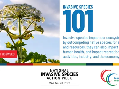 Infographic for Invasive Species