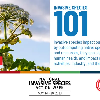 Infographic for Invasive Species