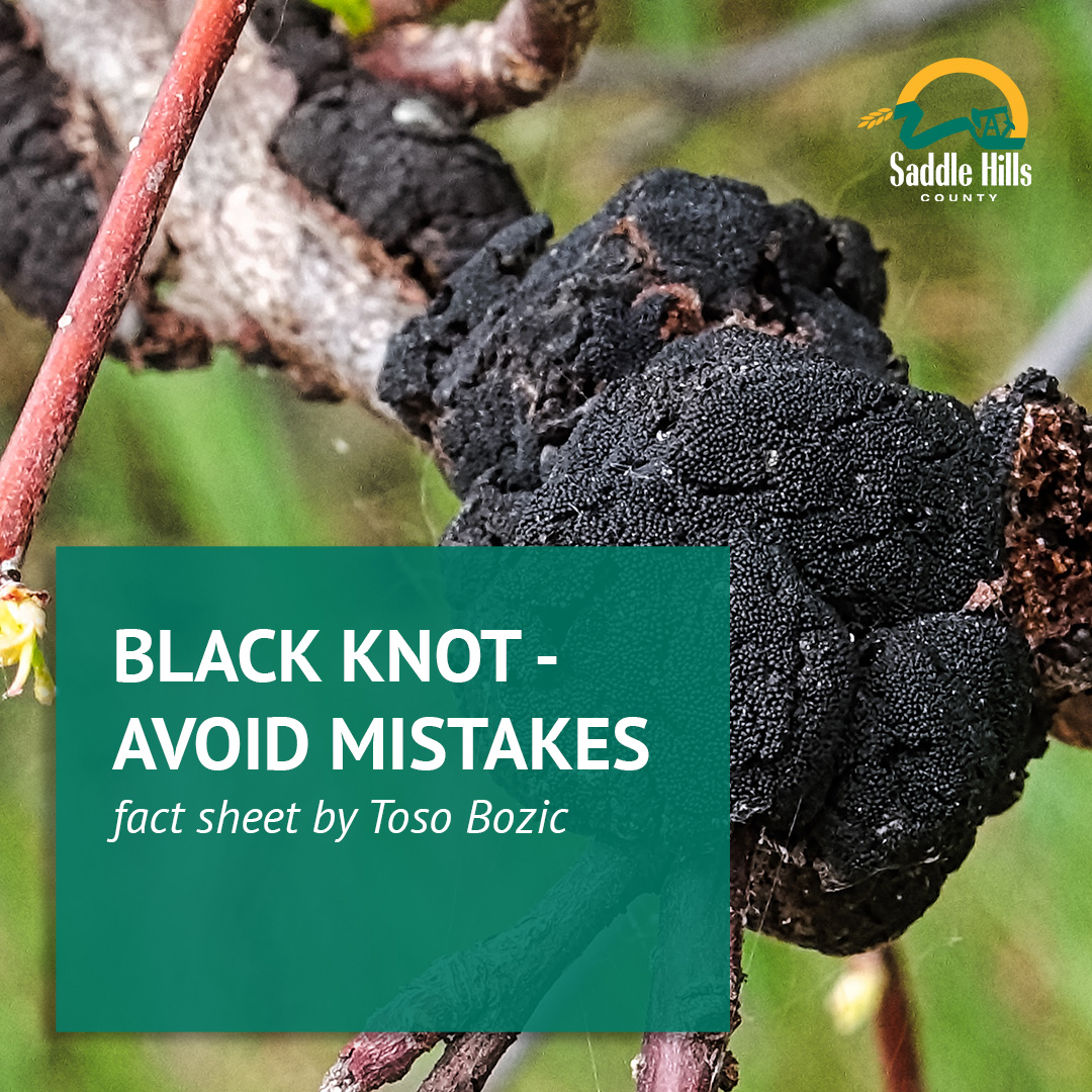 Image of Black Knot - Avoid Mistakes
