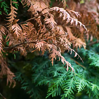 Image of Winterburn on Evergreen Trees