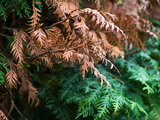 Image of Winterburn on Evergreen Trees