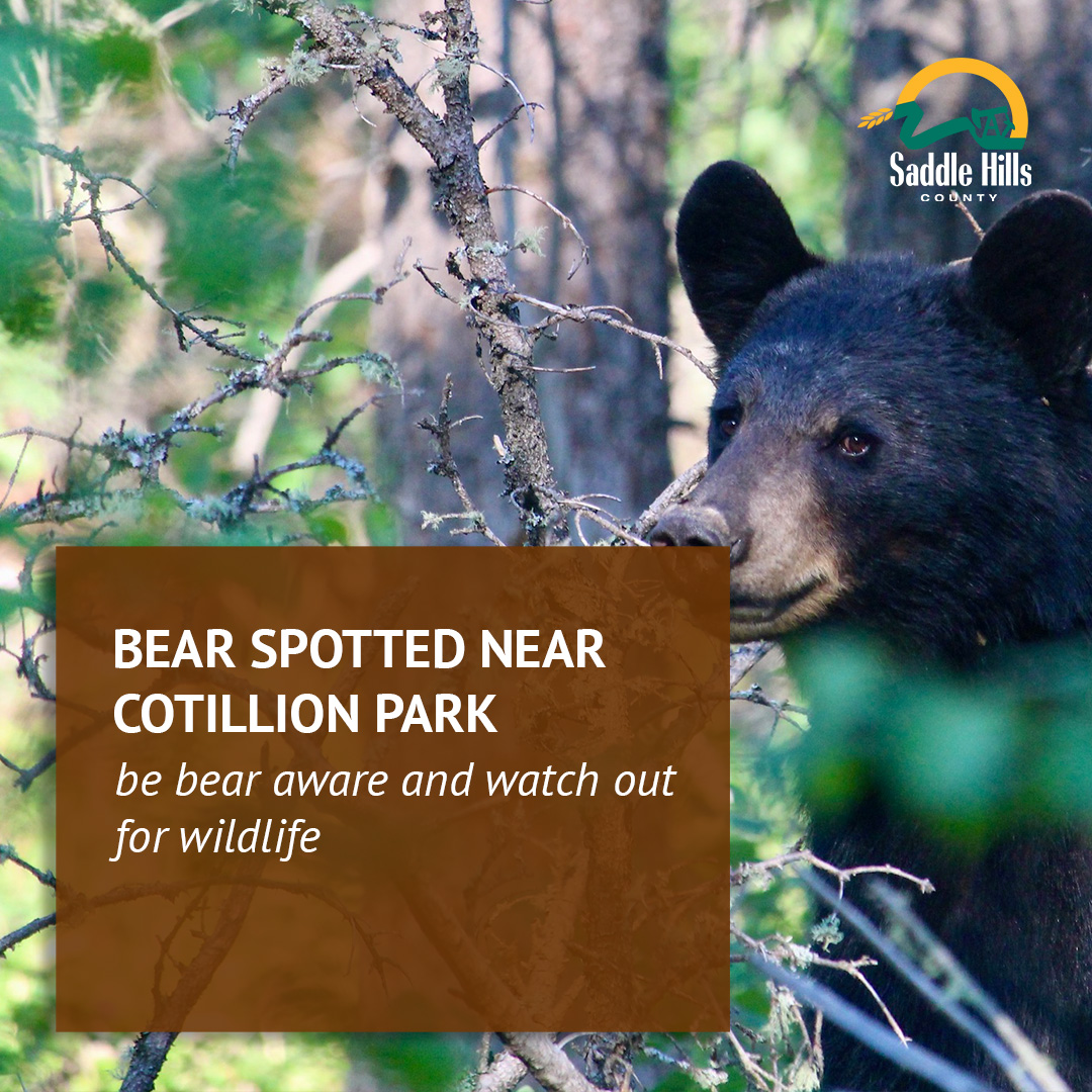 Image of Bear Spotted Near Cotillion Park