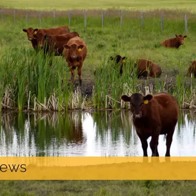 Image of cattle by watering hole