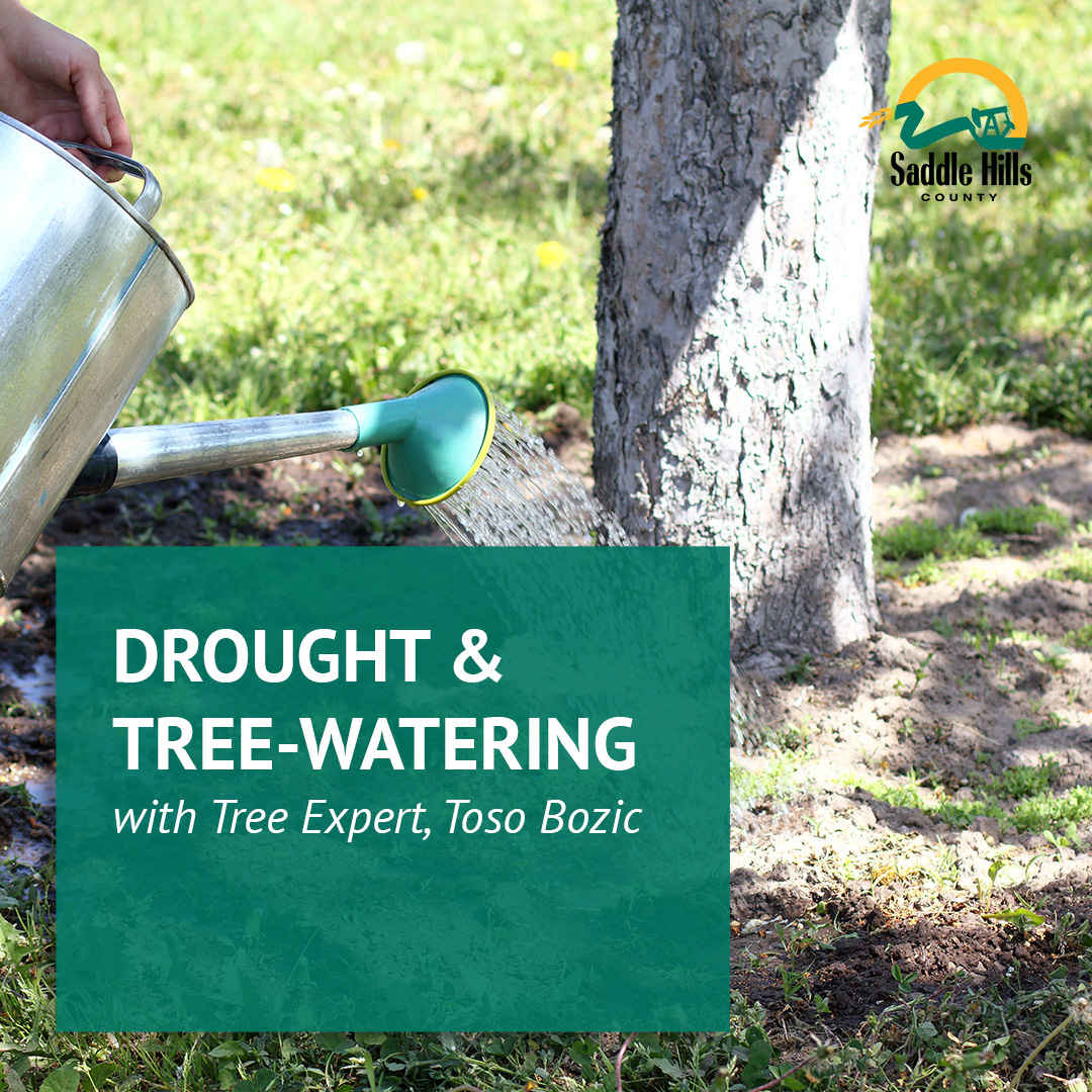 Image of Drought and Tree Watering
