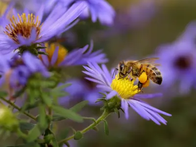 Image of Honey Bee on Flower