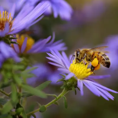 Image of Honey Bee on Flower