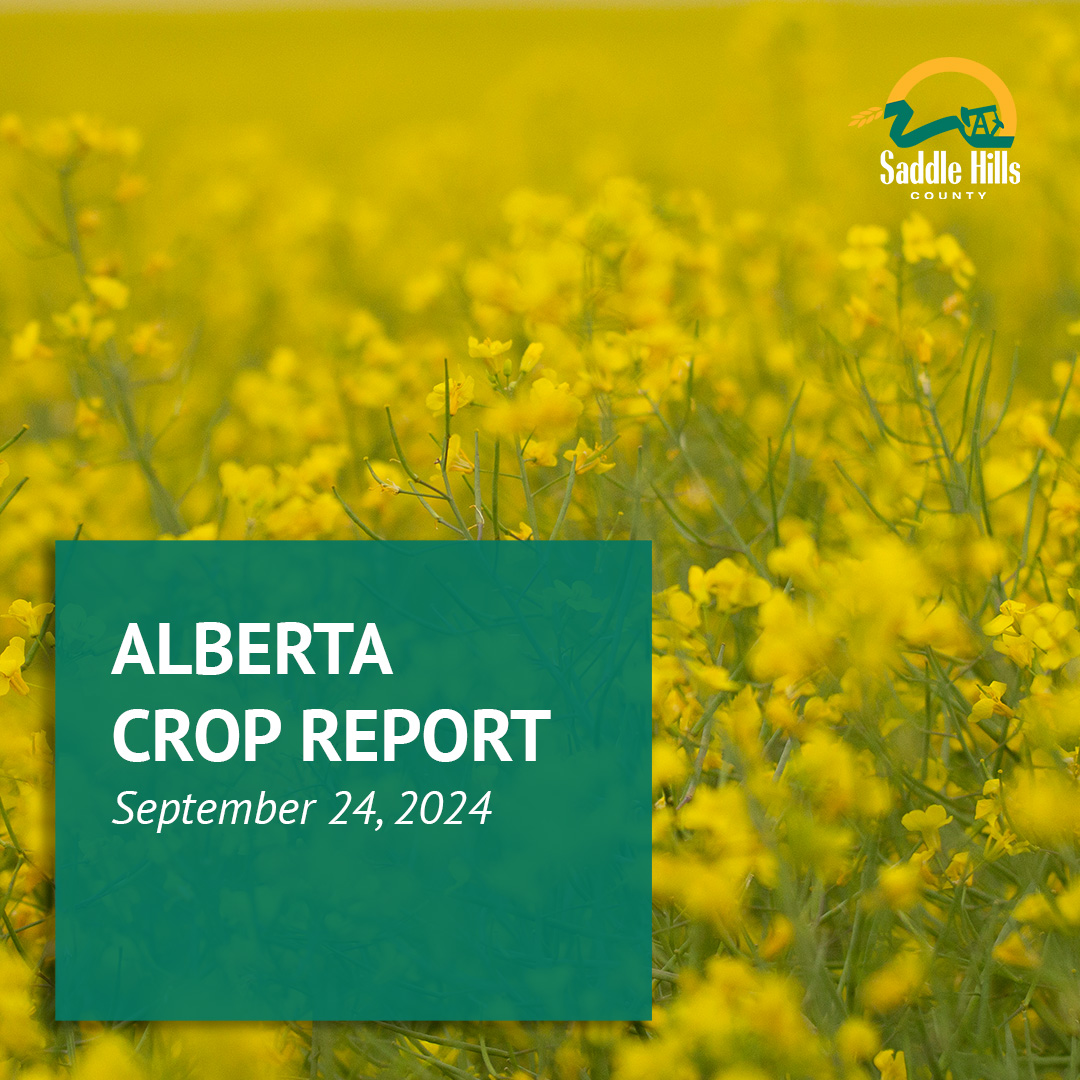 Image of Alberta Crop Report - September 24, 2024