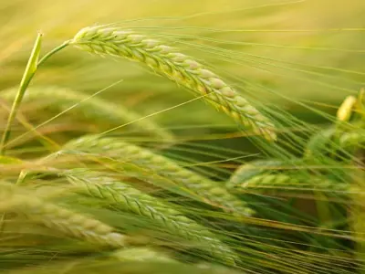 Image of Barley from Ag Service Boards Alberta