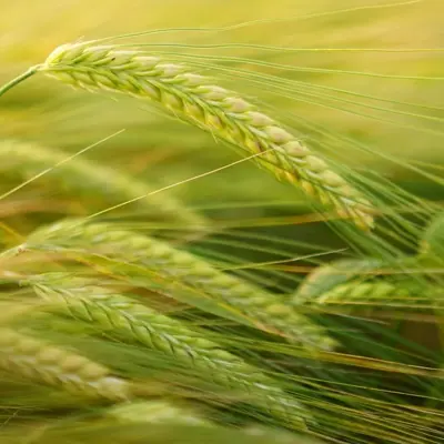 Image of Barley from Ag Service Boards Alberta